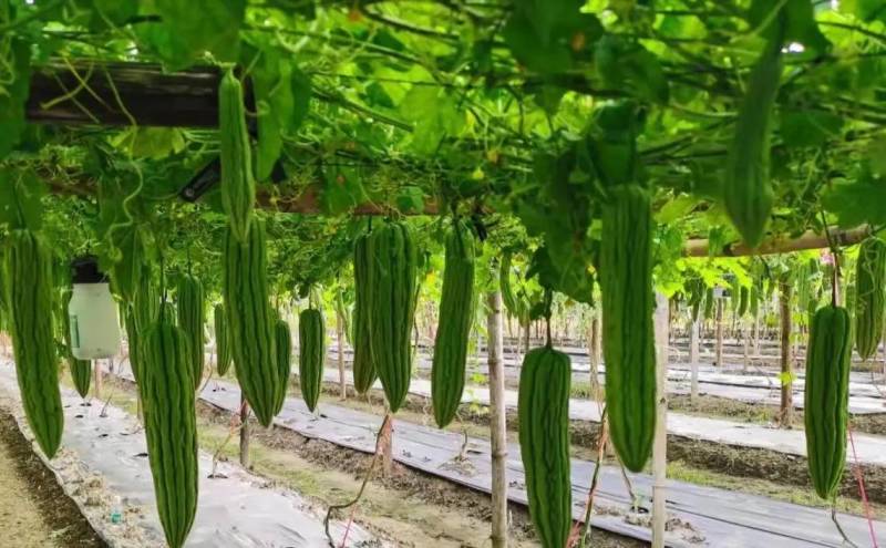 【推荐】广东广西油绿肉苦瓜苗直播苗嫁接苗常年有货苗场基地