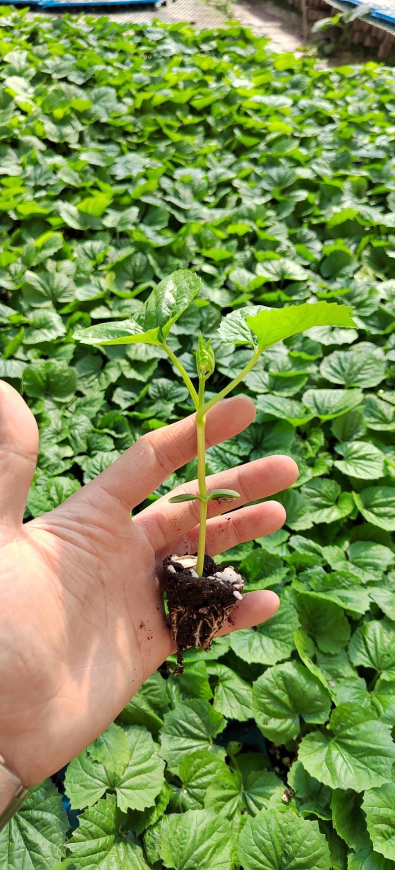 【推荐】广东广西油绿肉苦瓜苗直播苗嫁接苗常年有货苗场基地