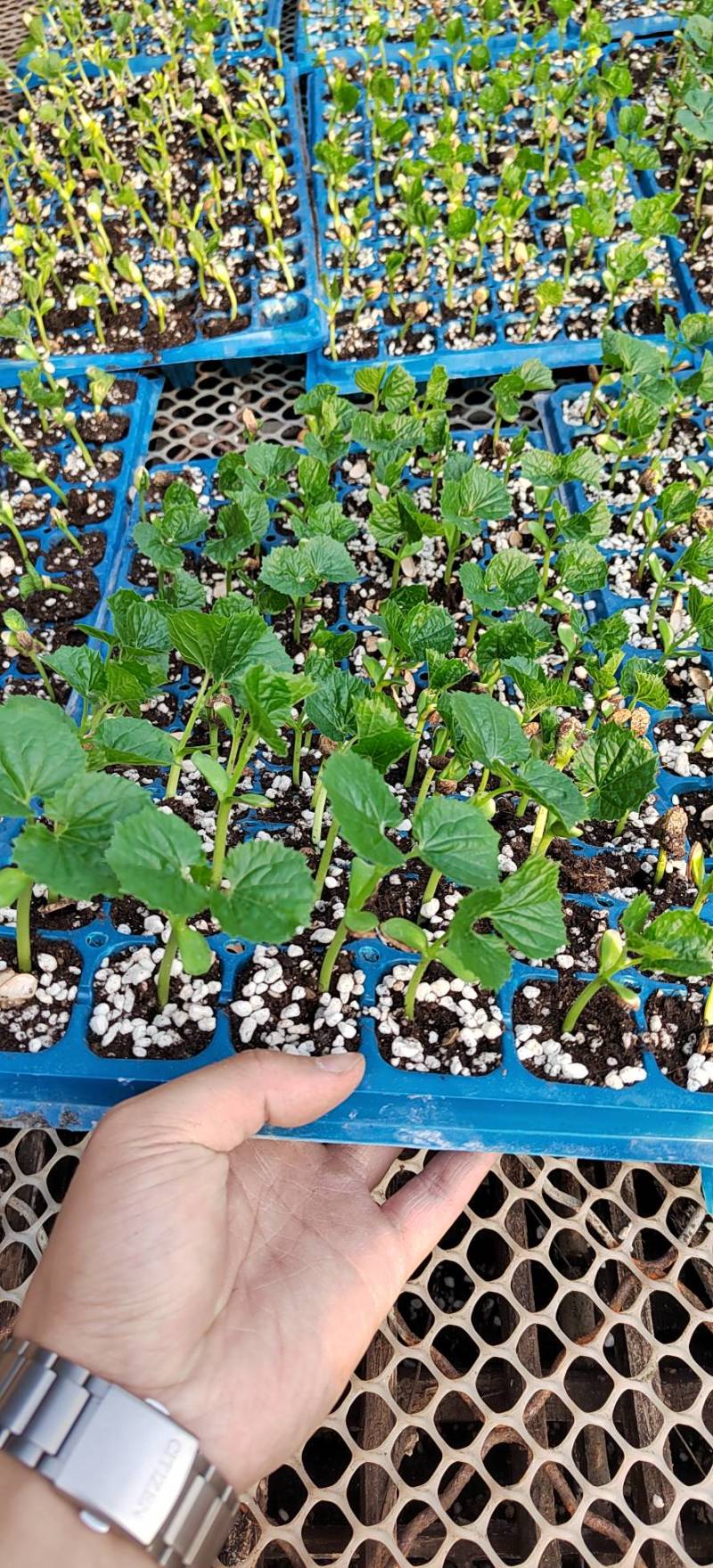 【推荐】广东广西油绿肉苦瓜苗直播苗嫁接苗常年有货苗场基地