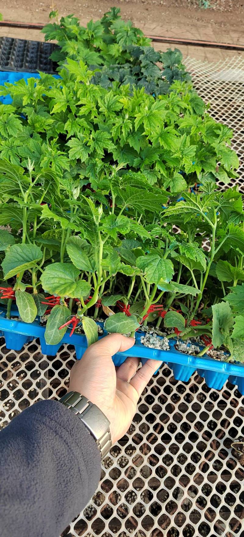 【推荐】广东广西油绿肉苦瓜苗直播苗嫁接苗常年有货苗场基地
