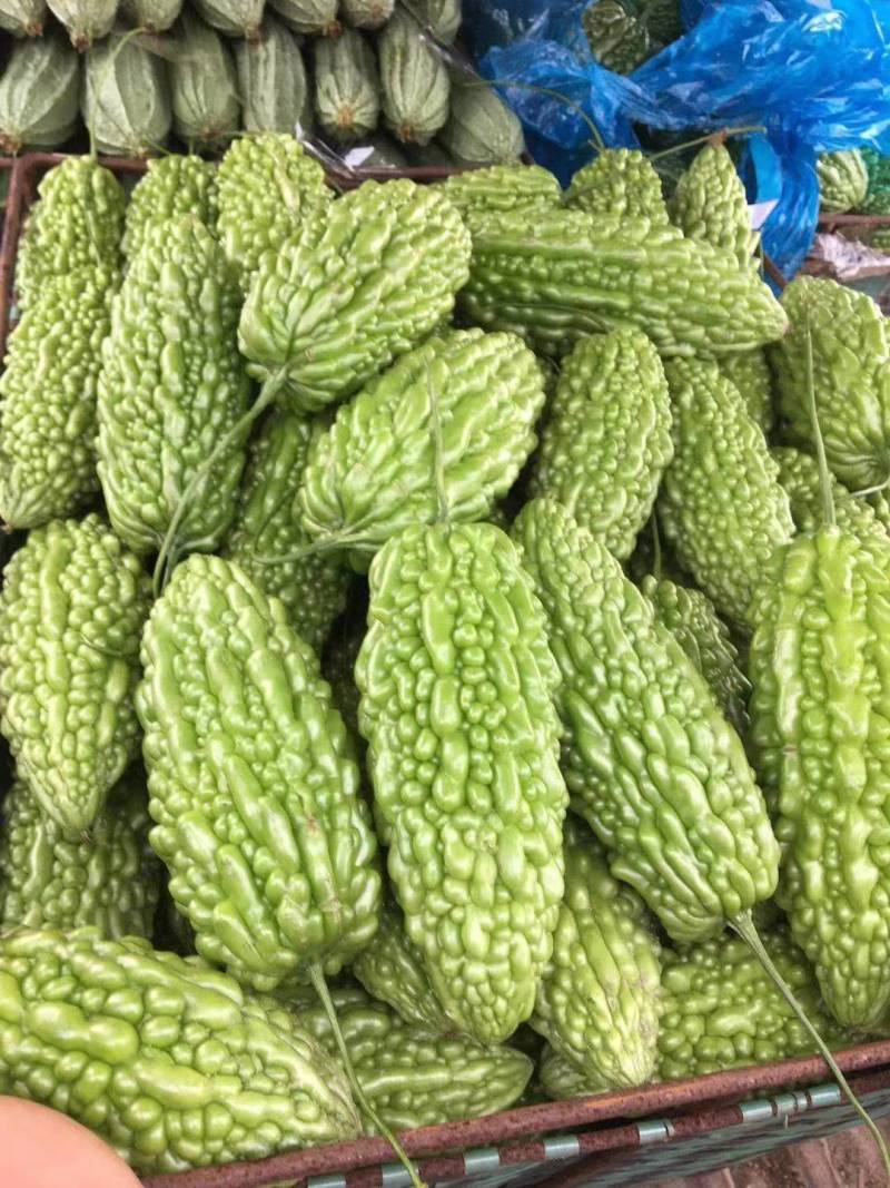 【推荐】广东广西油绿肉苦瓜苗直播苗嫁接苗常年有货苗场基地