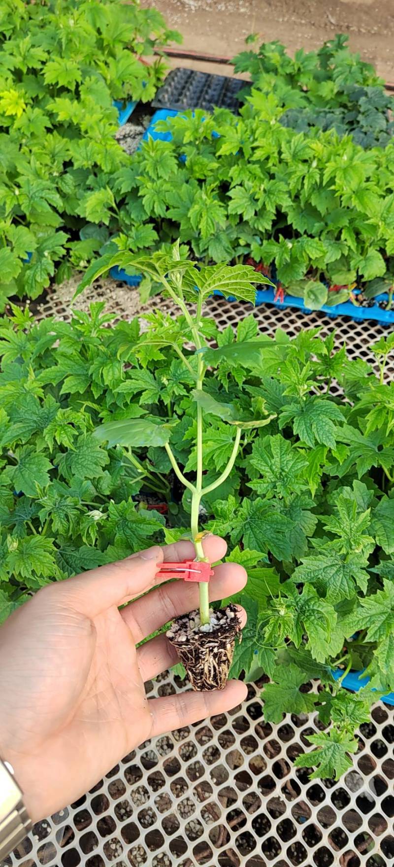 【推荐】广东广西油绿肉苦瓜苗直播苗嫁接苗常年有货苗场基地