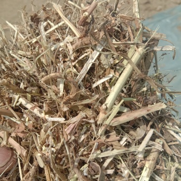 牛羊牧草