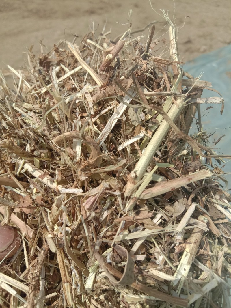 牛羊牧草