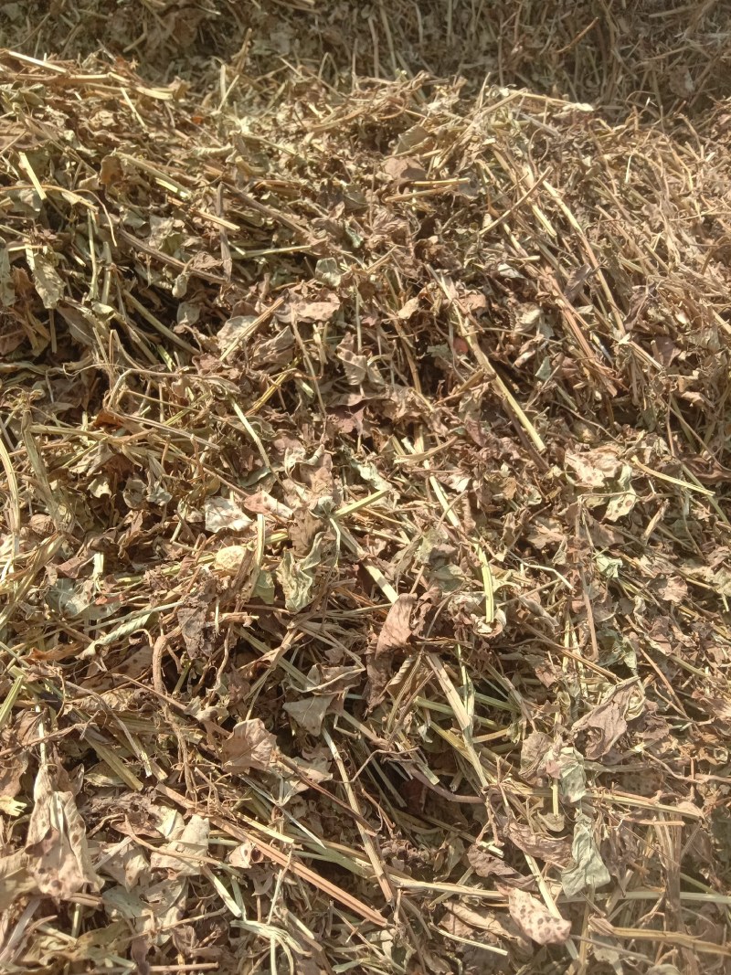牛羊牧草