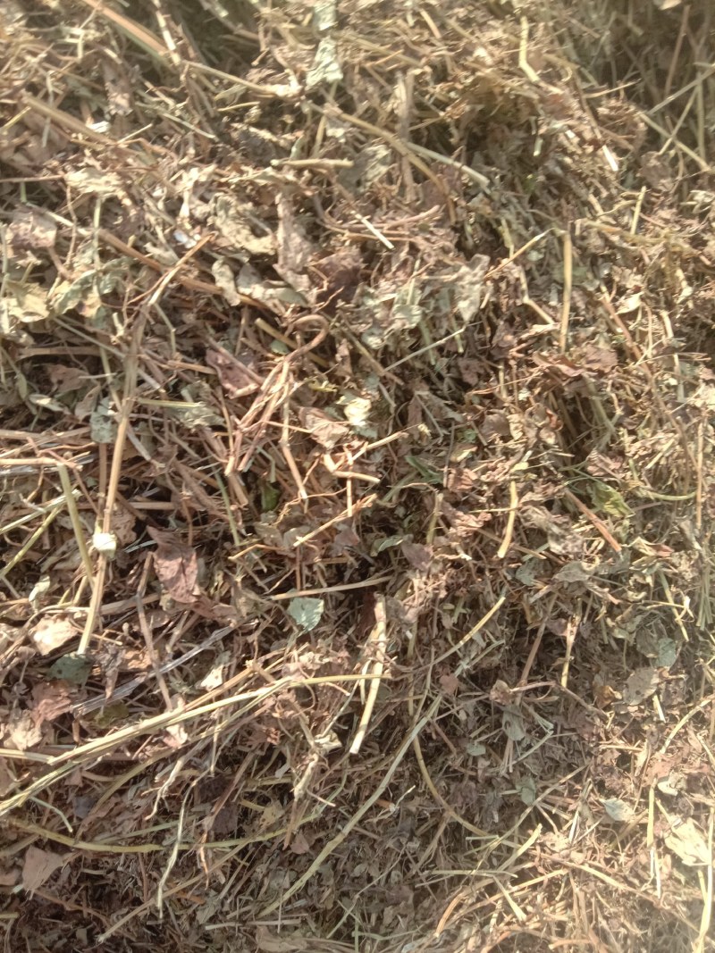 牛羊牧草