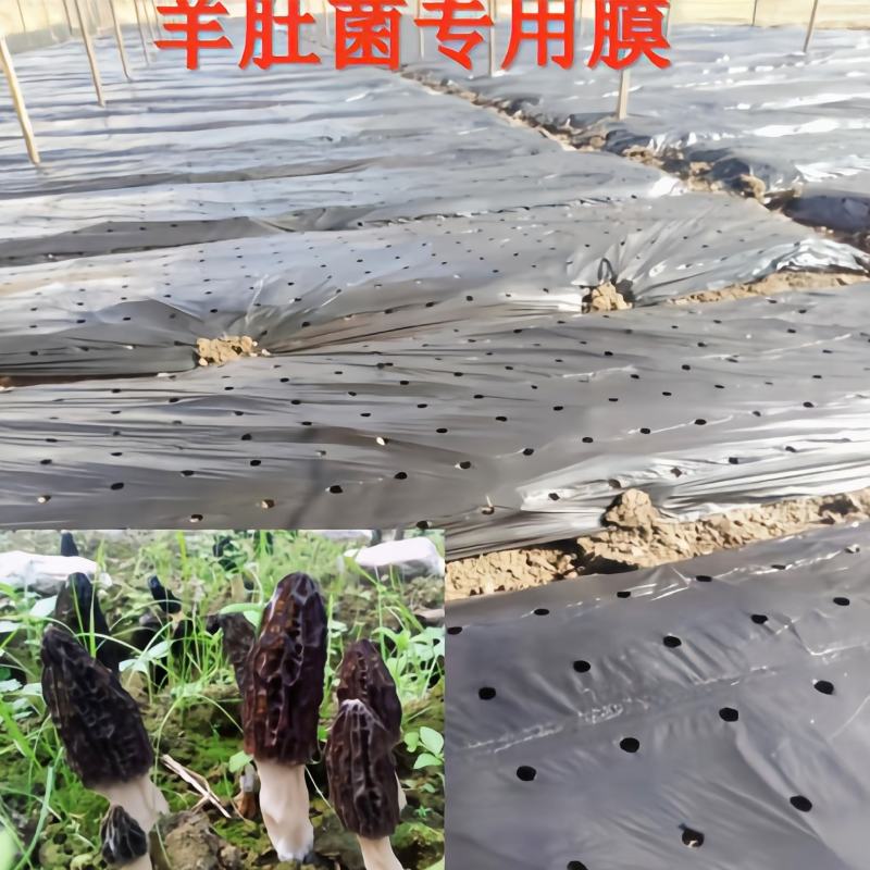 地膜打孔地膜蔬菜、药材、苗木、花卉种植专用定制打孔地膜