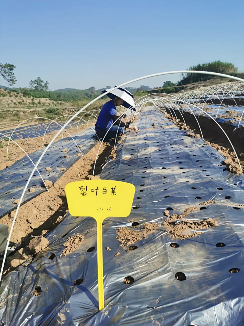 地膜打孔地膜蔬菜、药材、苗木、花卉种植专用定制打孔地膜