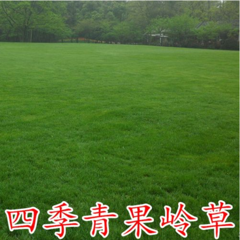 进口果岭草种子四季青草籽耐寒耐践踏别墅庭院绿化草籽包发芽