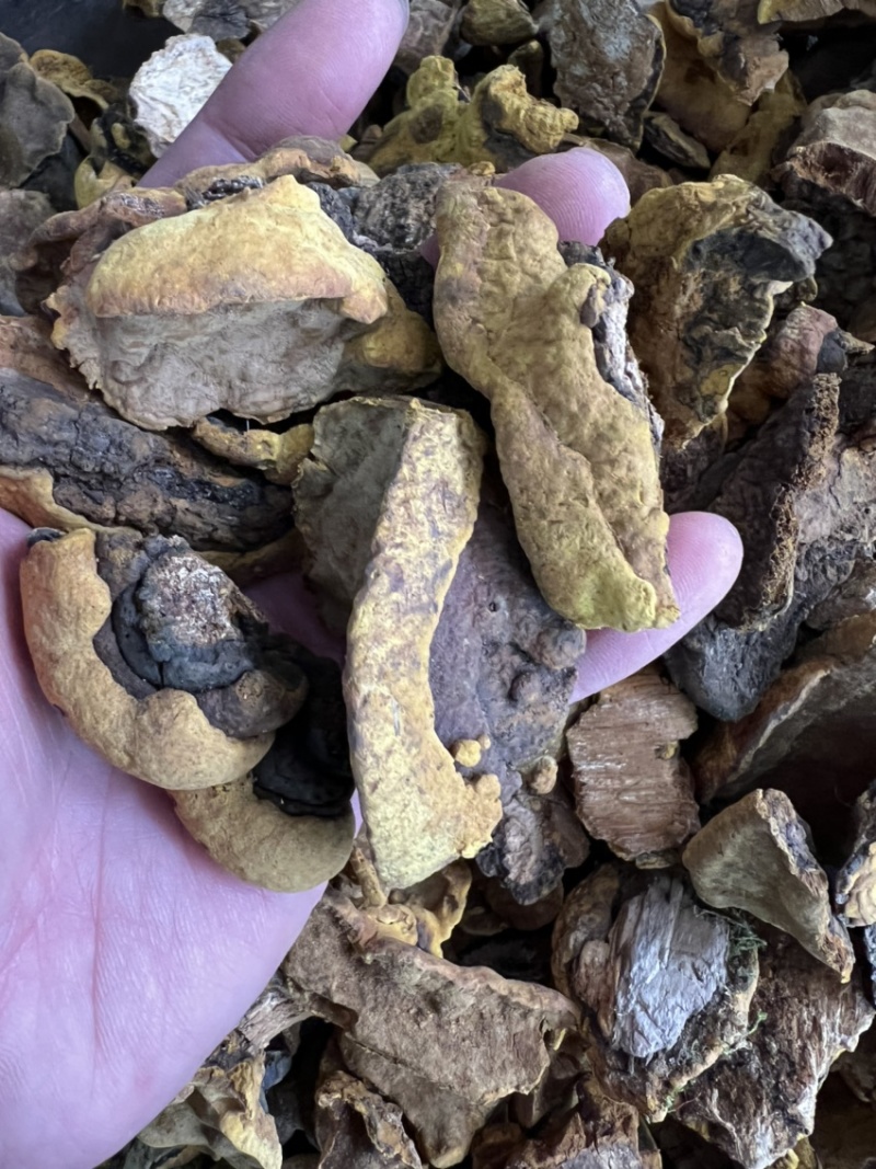 桑黄货靓足干货