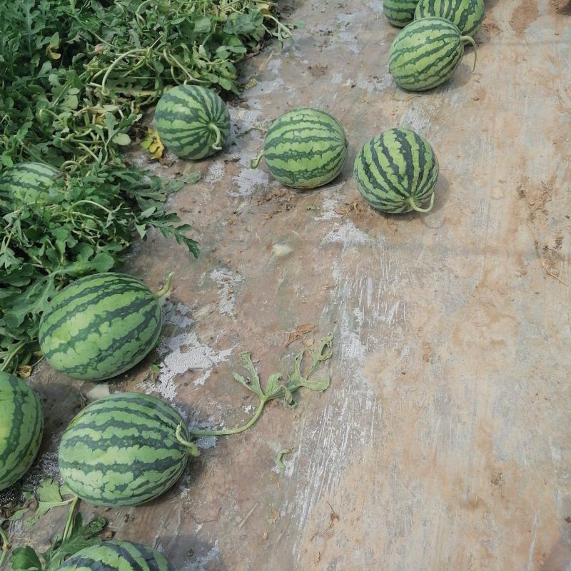 雷州美都大棚头茬无籽西瓜产地批发熟度好甜度高