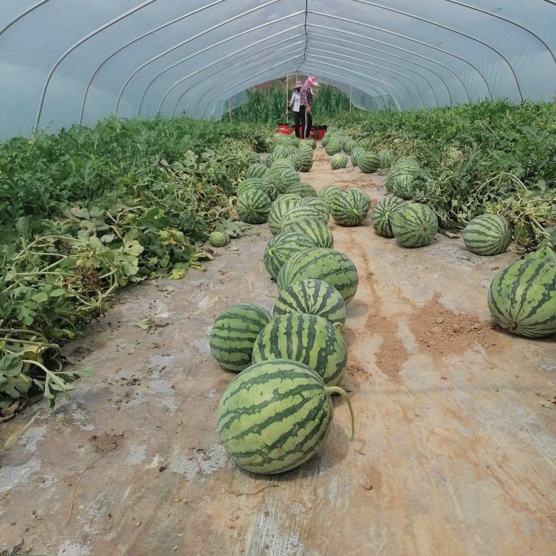 雷州美都大棚头茬无籽西瓜产地批发熟度好甜度高