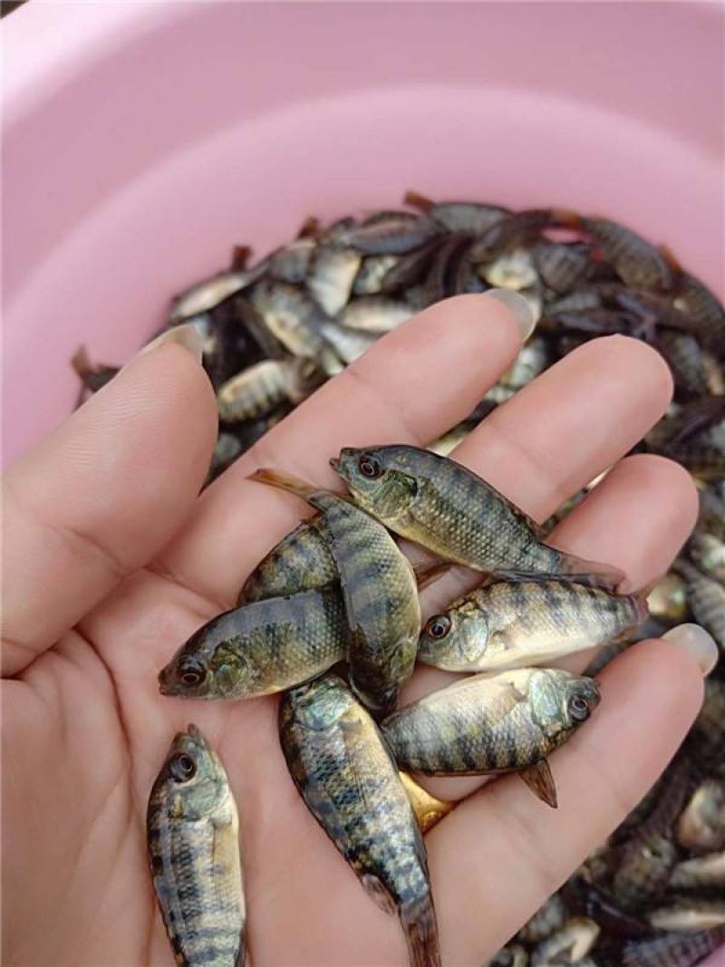 海南一号罗非鱼苗青吉富罗非鱼苗规格齐全生长速度快