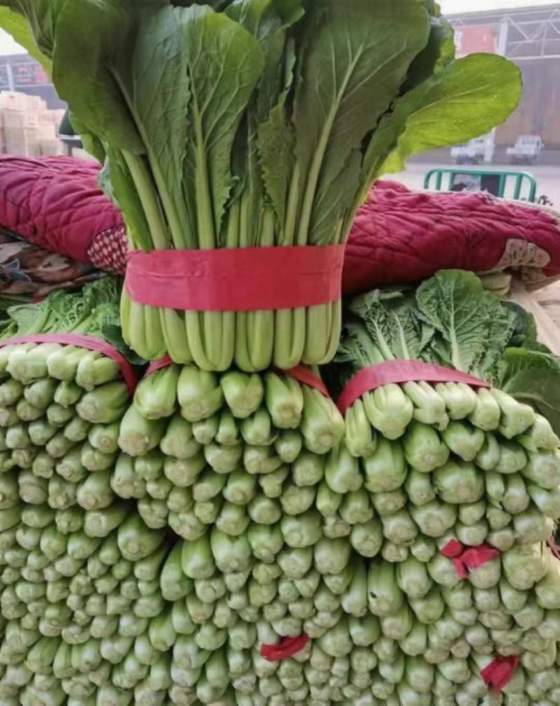 河北小白菜大量上市中产地直供诚信致上质量保证欢迎选购