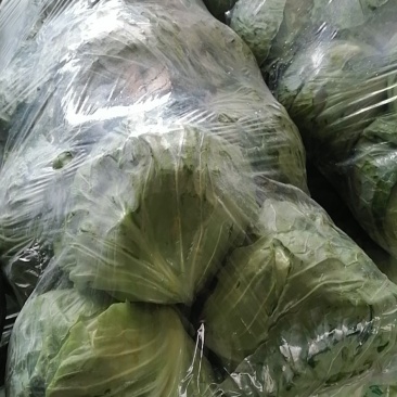 甘蓝菠菜香菜产地直发