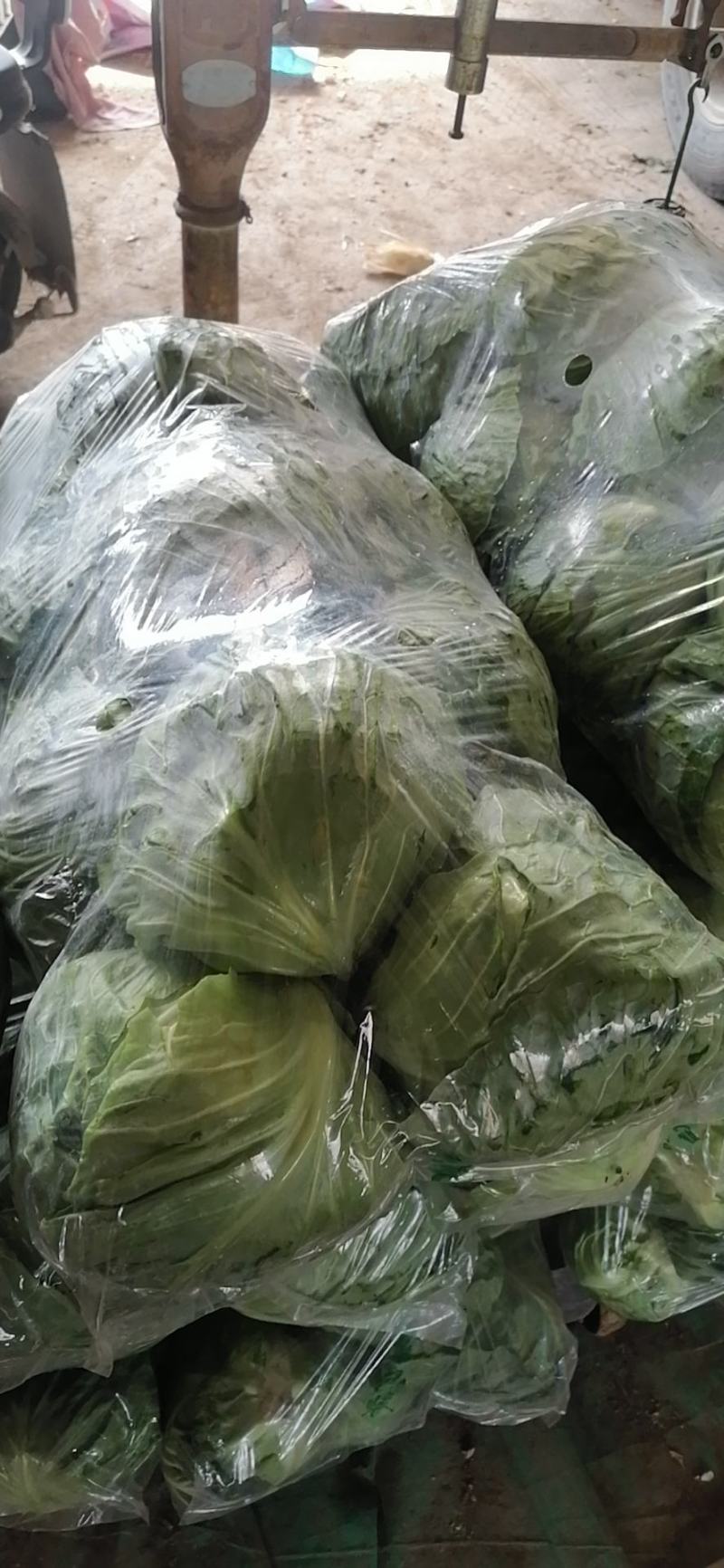 甘蓝菠菜香菜产地直发