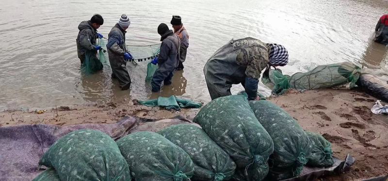 辽宁优质蟹苗原坑苗蟹苗全母蟹苗提供养殖技术