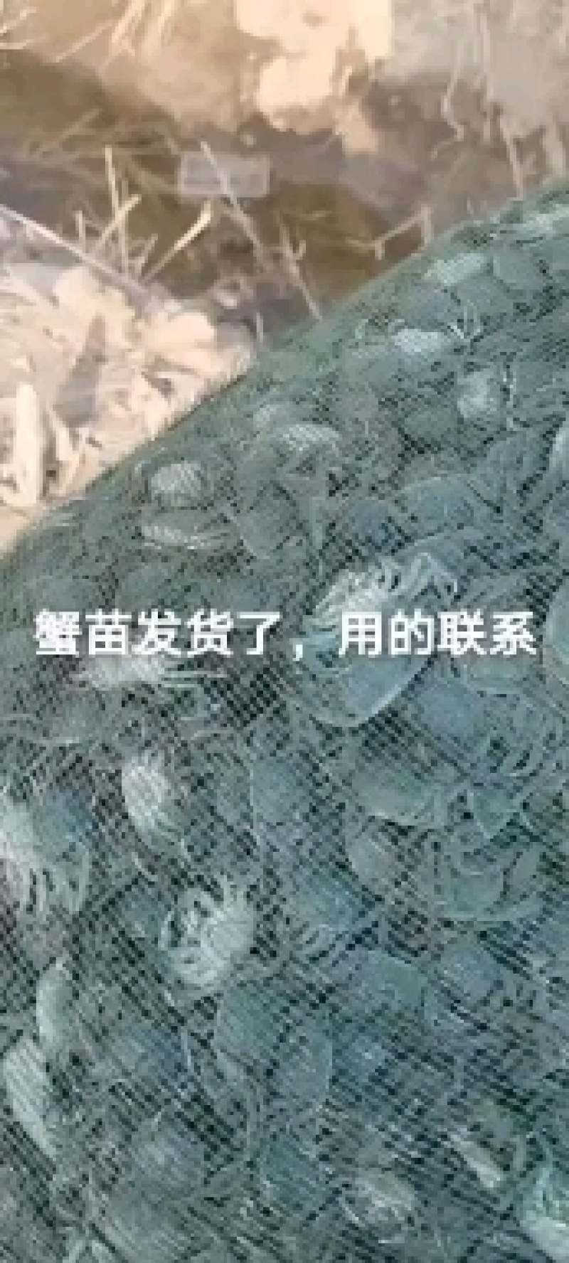 辽宁优质蟹苗原坑苗蟹苗全母蟹苗提供养殖技术