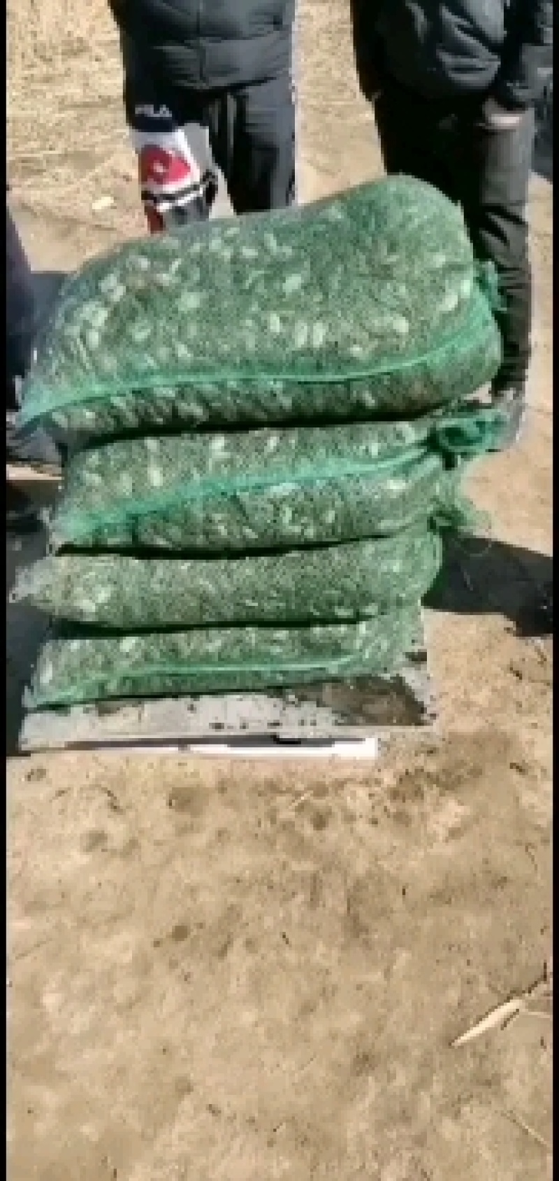辽宁优质蟹苗原坑苗蟹苗全母蟹苗提供养殖技术