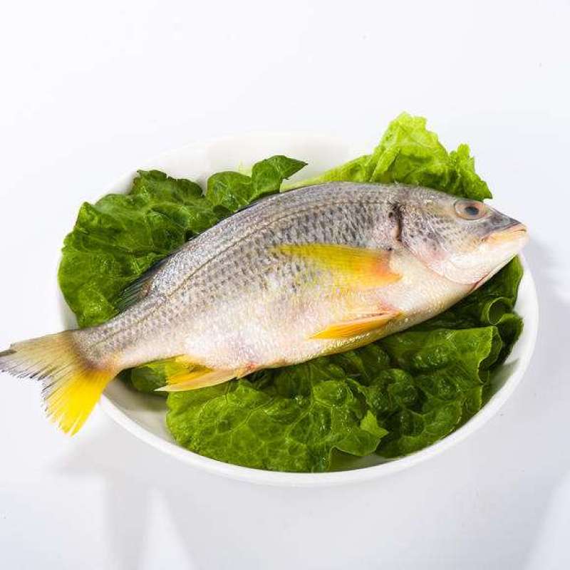 黄翅鱼冻黄翅鱼来自深海肉质细腻美味海鲜
