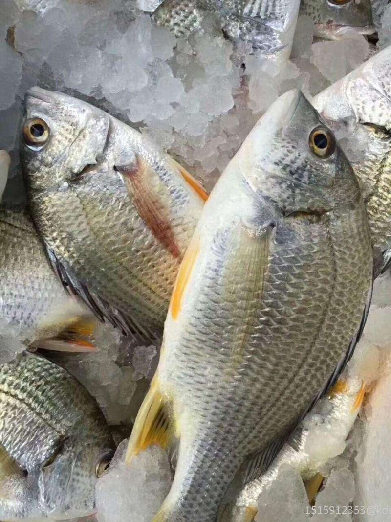 黄翅鱼冻黄翅鱼来自深海肉质细腻美味海鲜