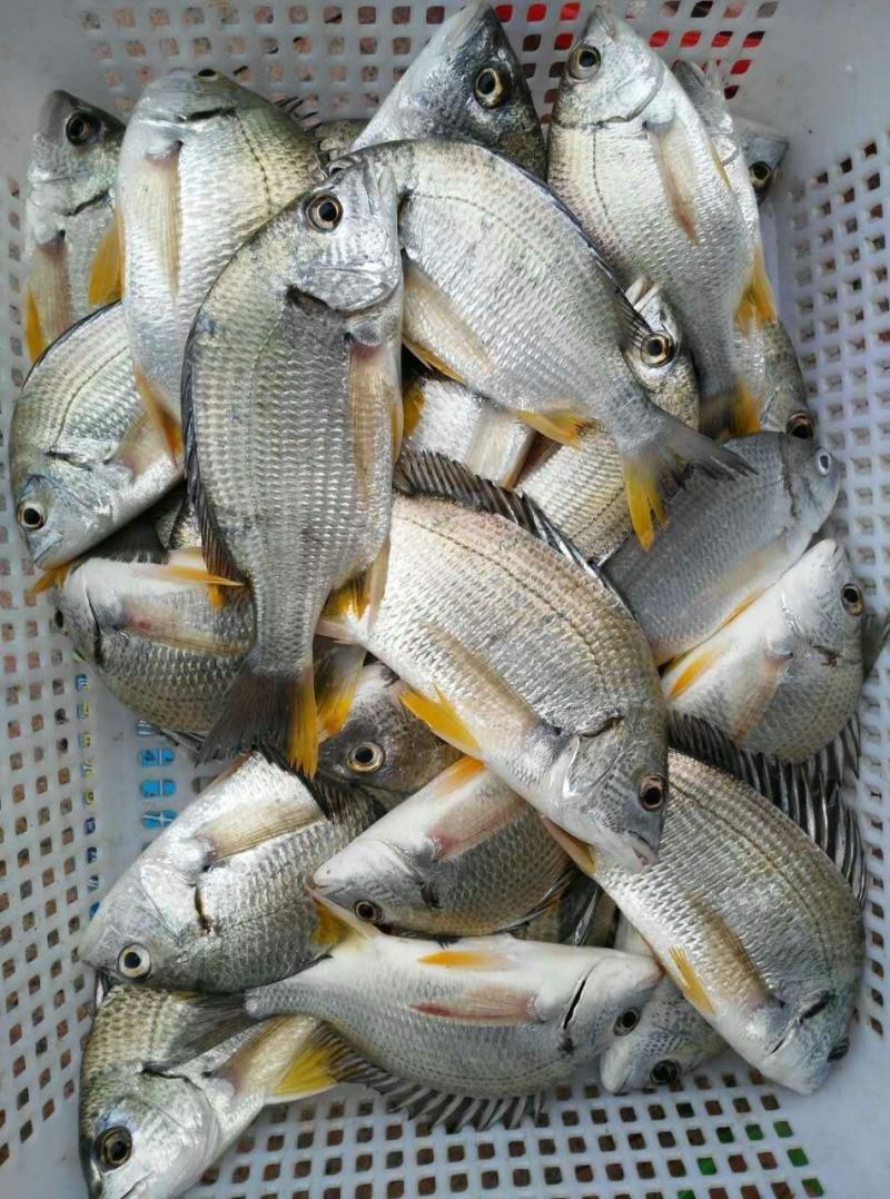 黄翅鱼冻黄翅鱼来自深海肉质细腻美味海鲜