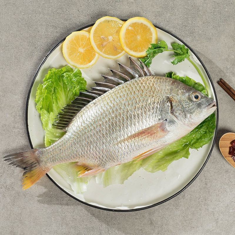 黄翅鱼冻黄翅鱼来自深海肉质细腻美味海鲜