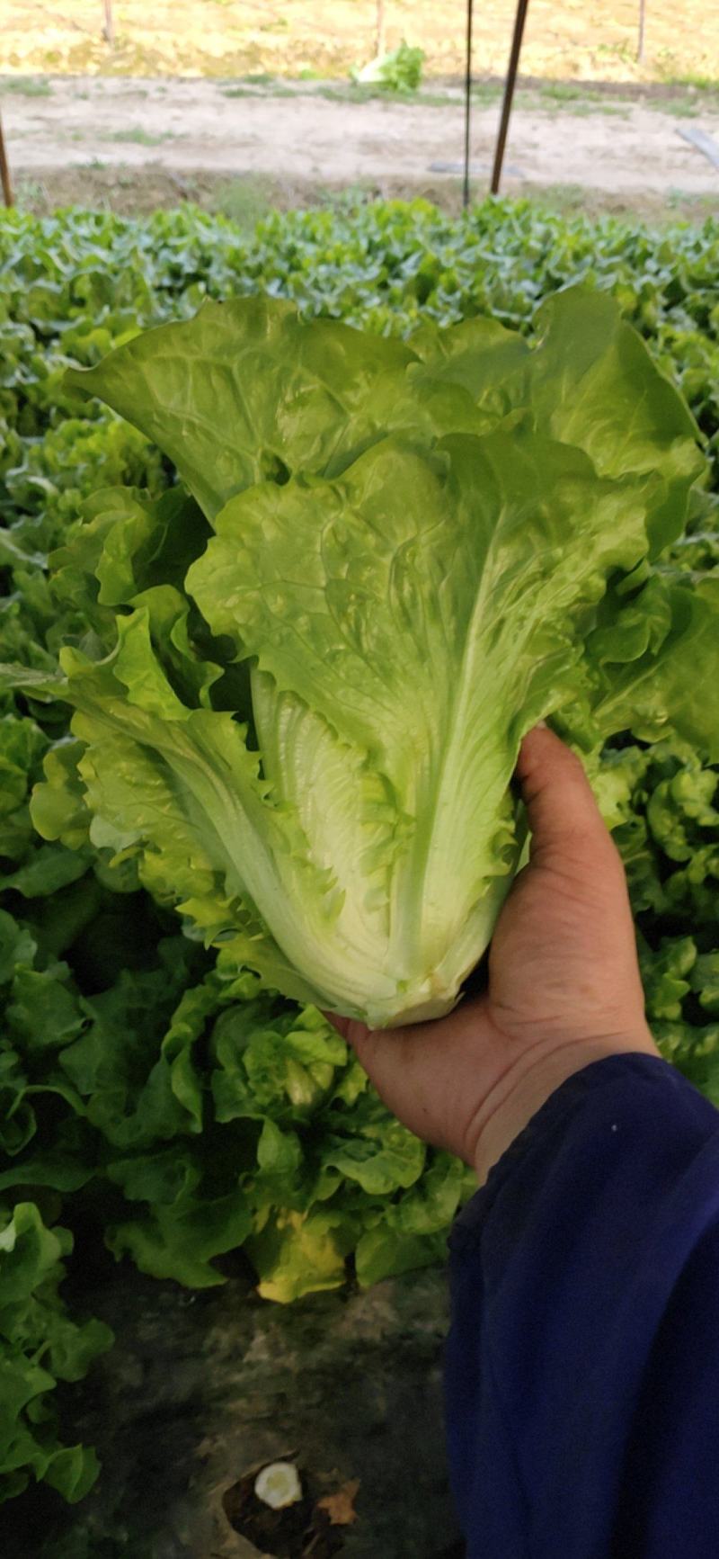 生菜批发零售