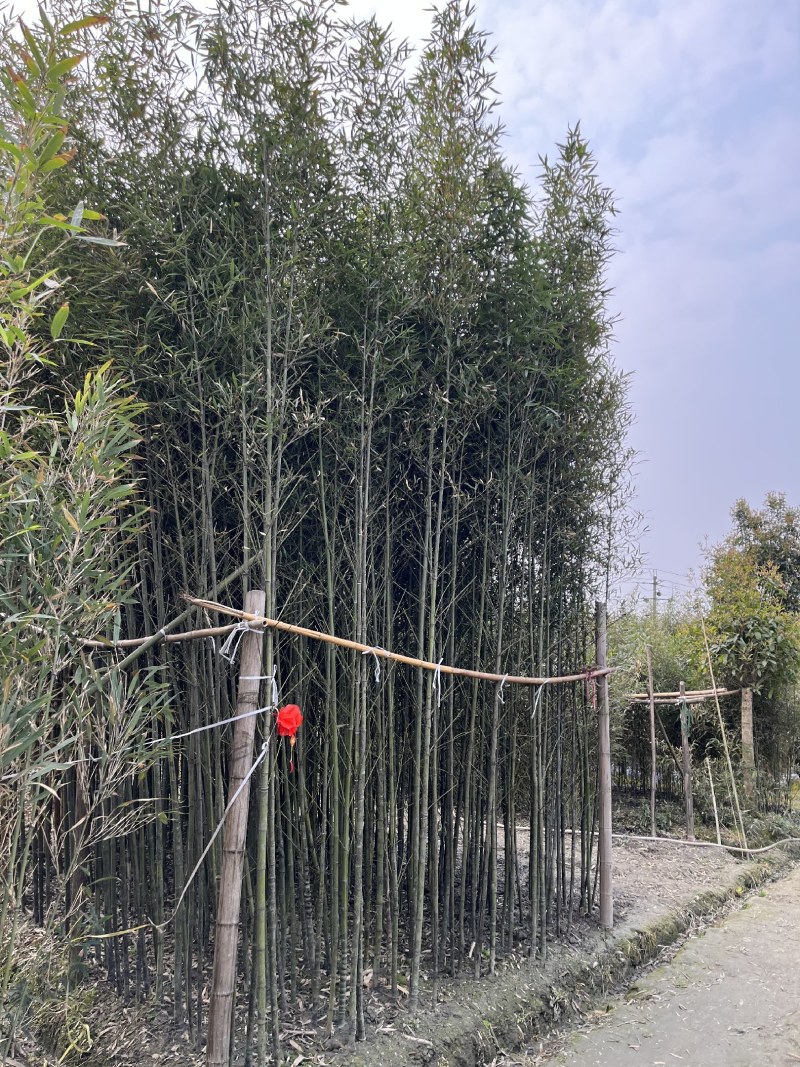 成都人面竹批发，人面竹基地供应，人面竹价格