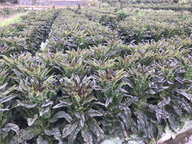 莴苣植株整体图