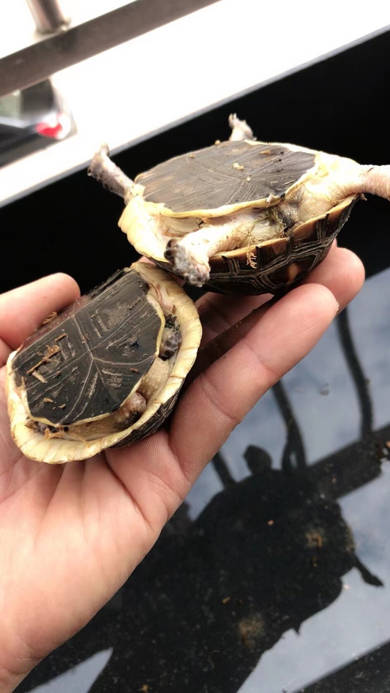 练手黃缘，乌龟