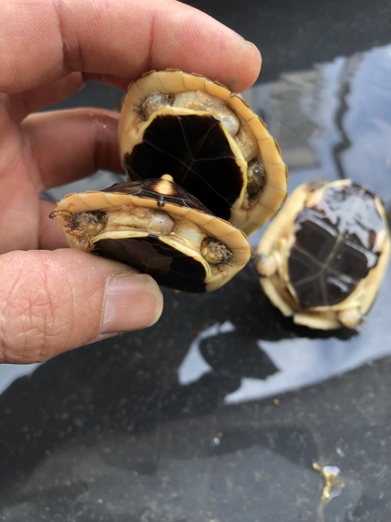 练手黃缘，乌龟