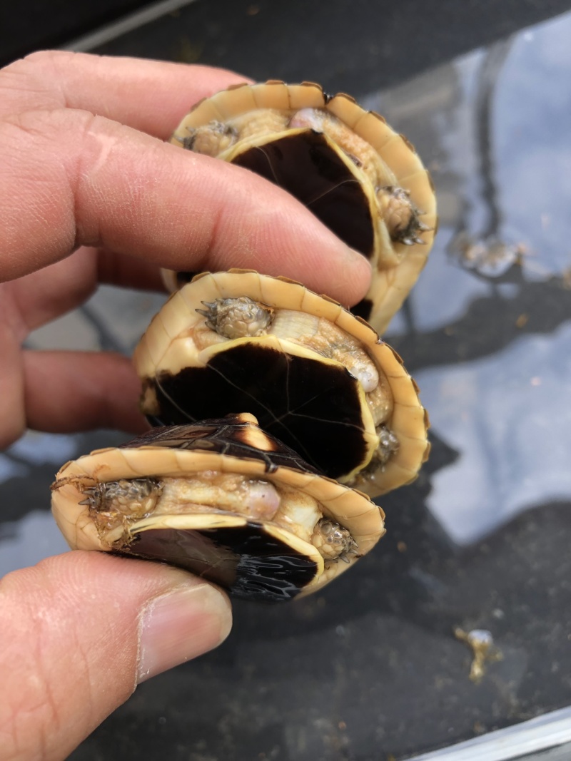 练手黃缘，乌龟