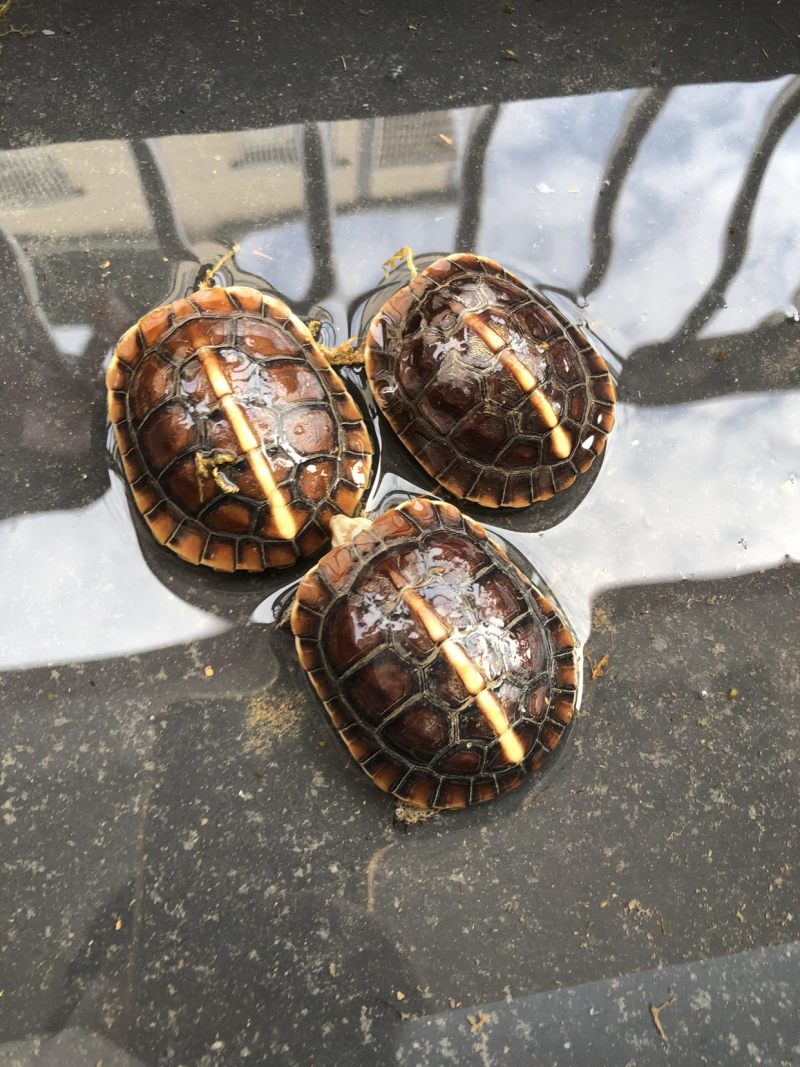练手黃缘，乌龟