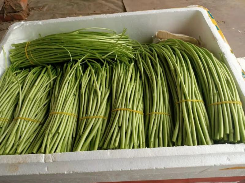 【精品芦篙】诚信商家地头直销去根去叶新鲜现摘品质保障