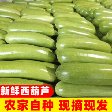 山东绿皮西葫芦可视频看质量量大货优提供任何包装