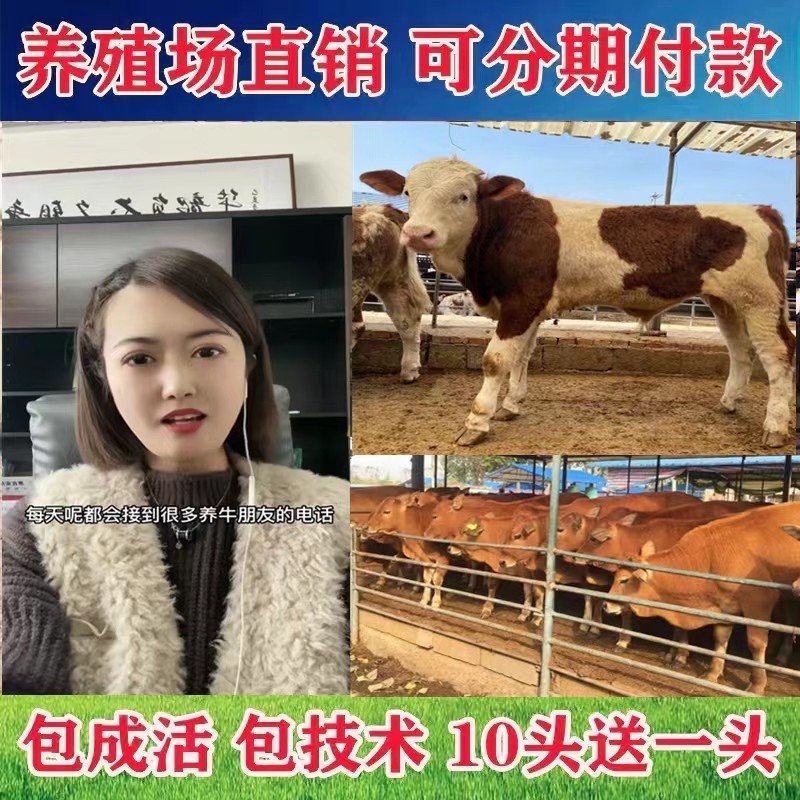 婆罗福特牛买十送二货到付款价格便宜全国包运包成活率