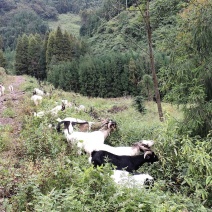 原生态山羊