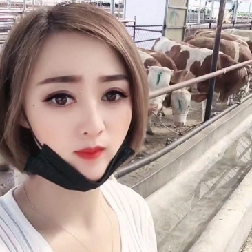 晋南黄牛买十送二货到付款价格便宜全国包运包成活率