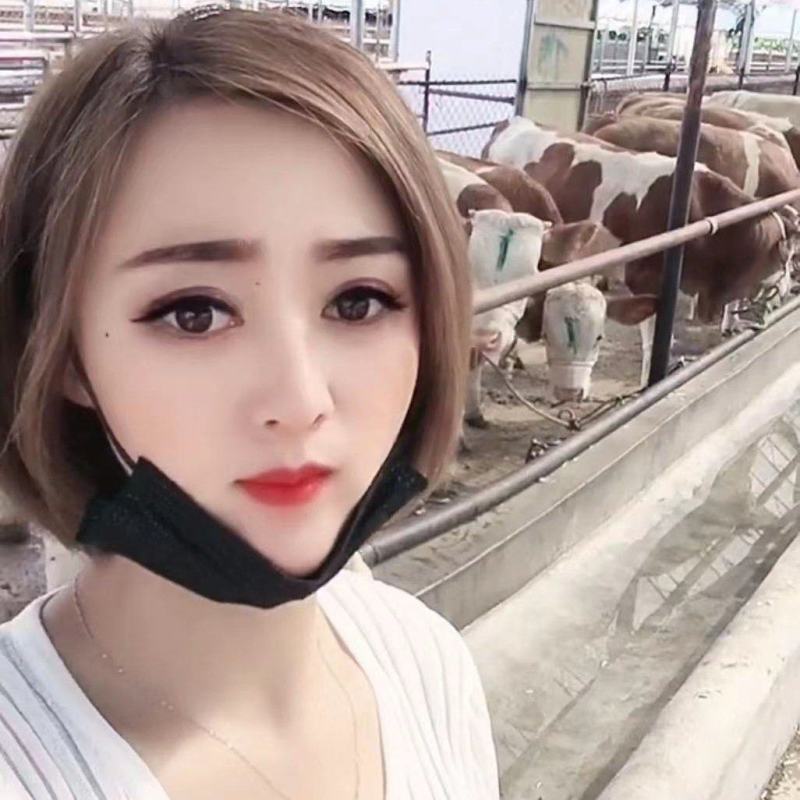 晋南黄牛买十送二货到付款价格便宜全国包运包成活率