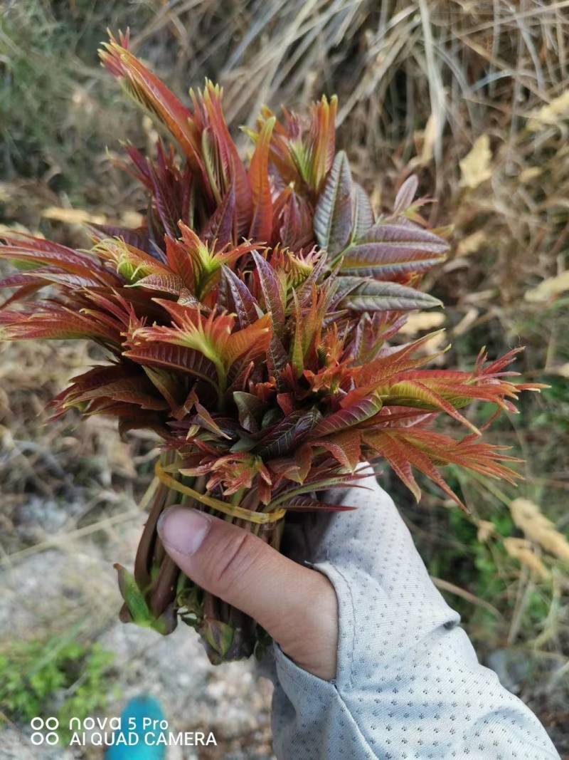 香椿芽新鲜红油春芽蔬菜露天头茬香椿野生批发现摘现发包邮