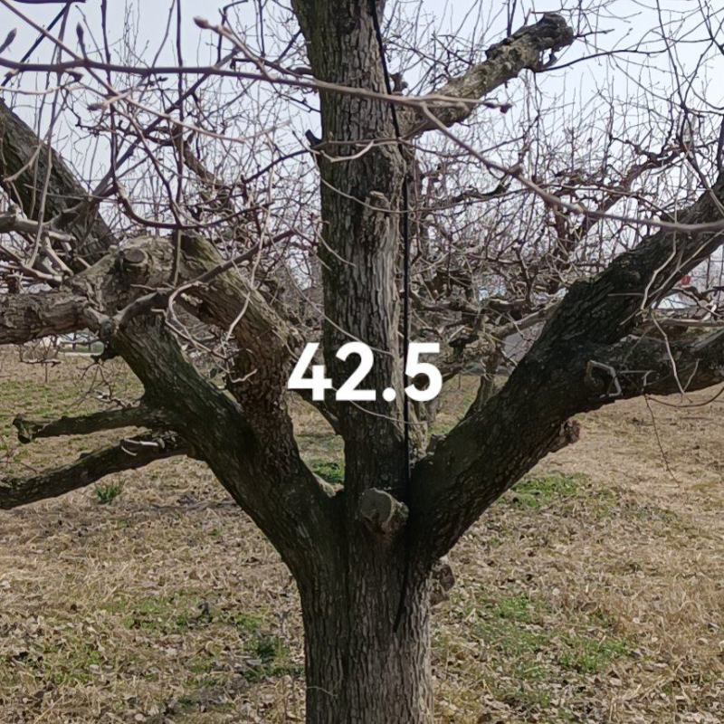 梨树，5-8公分品种树观赏树占地树规格齐全，保栽保活