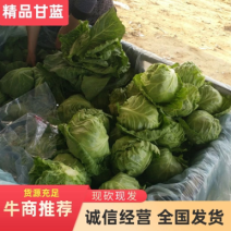 山东省聊城大棚甘蓝大量上市中，颗颗饱满，新鲜美味，可看货