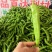 广西辣椒代办，螺丝椒，螺丝线，线椒，泡椒，陇椒等