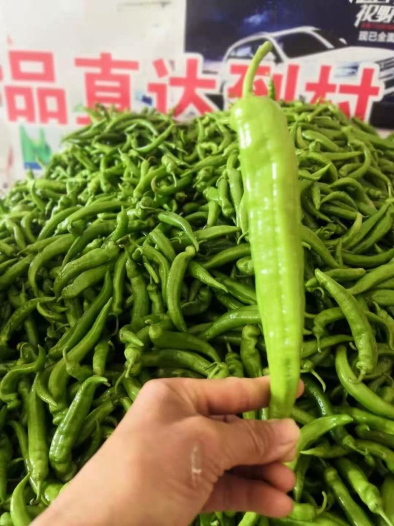 广西辣椒代办，螺丝椒，螺丝线，线椒，泡椒，陇椒等