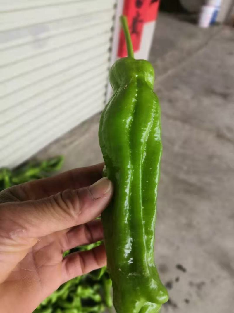 广西各种新鲜辣椒基地代办线椒，小皱皮，线椒