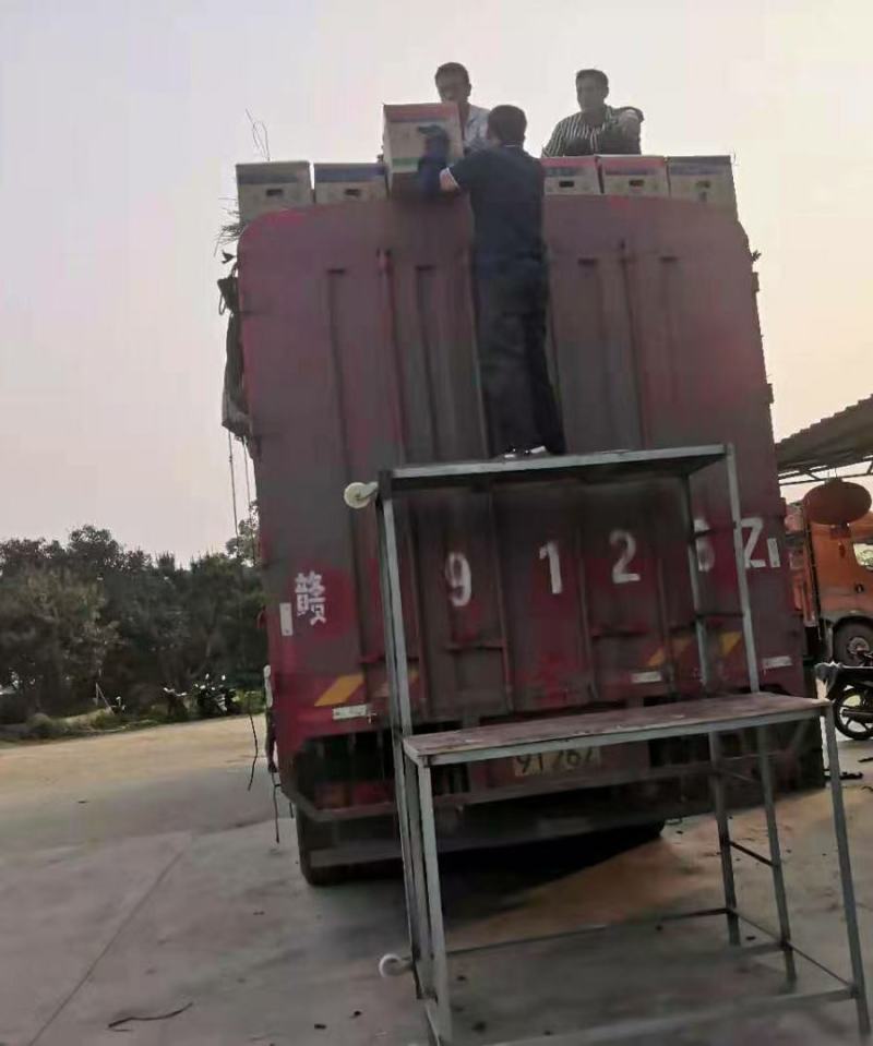广西各种新鲜辣椒基地代办线椒，小皱皮，线椒