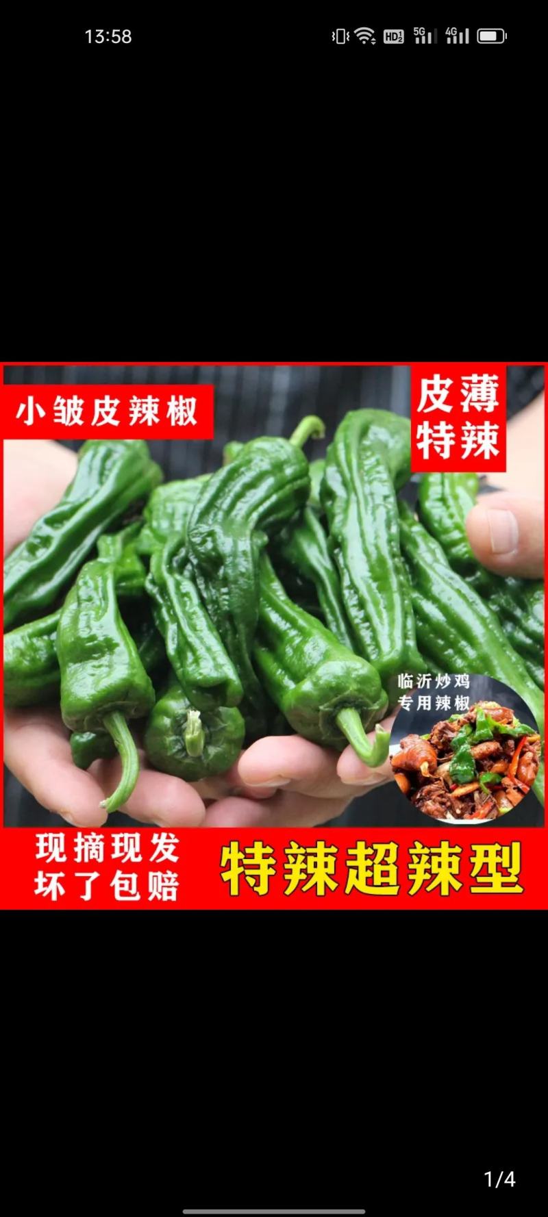 广西各种新鲜辣椒基地代办线椒，小皱皮，线椒