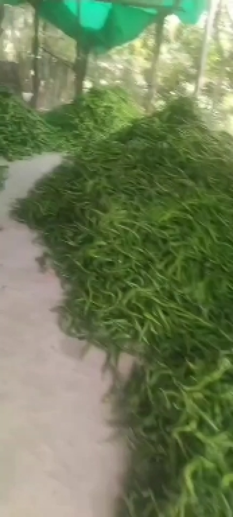 广西各种新鲜辣椒基地代办线椒，小皱皮，线椒