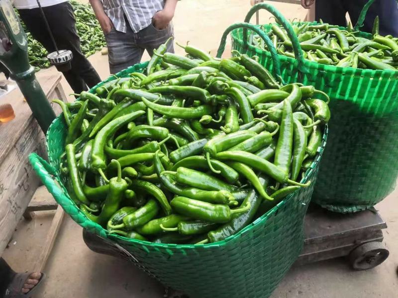 广西各种新鲜辣椒基地代办线椒，小皱皮，线椒